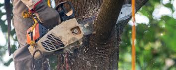 Best Lawn Maintenance Plans  in Beech Island, SC