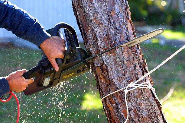 Best Tree Trimming and Pruning  in Beech Island, SC