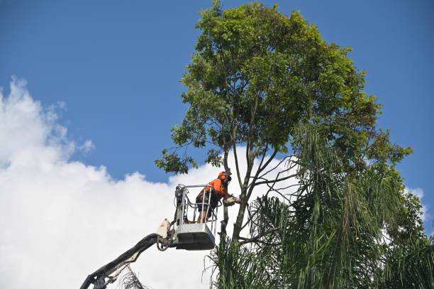 Best Landscape Design and Installation  in Beech Island, SC
